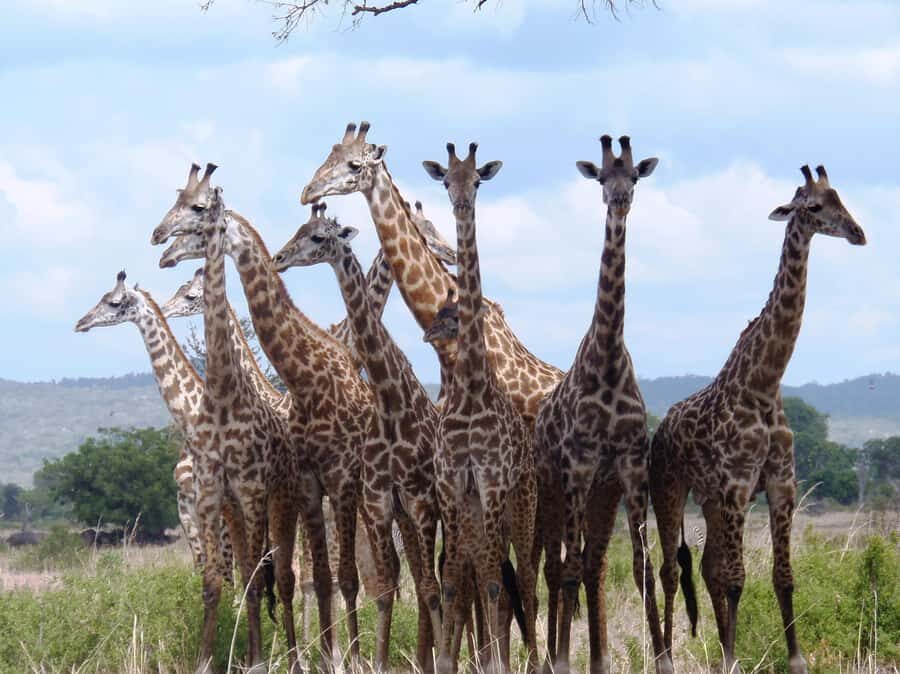 Dar es Salaam: Mikumi National Park Day Trip with Train Ride - Who should book this Mikumi train safari (and who should skip it)