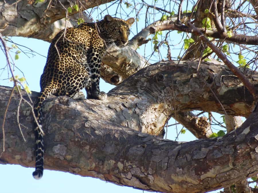Dar es Salaam: Mikumi National Park Day Trip with Train Ride - Should you book this Mikumi National Park day trip by train?