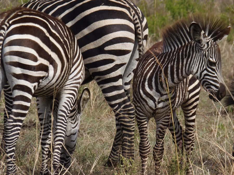 Dar es Salaam: Mikumi National Park Day Trip with Train Ride - FAQ