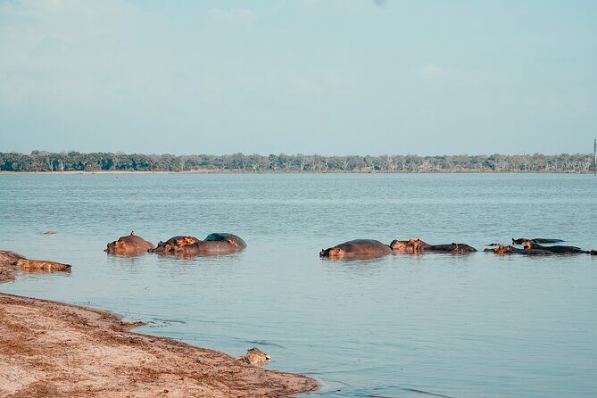 Day Safari Tour Selous Game Reserve - Lunch in the bush: a break that doesn’t take you out of the story