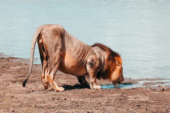 Day Safari Tour Selous Game Reserve - The species list you should use as a guide, not a checklist