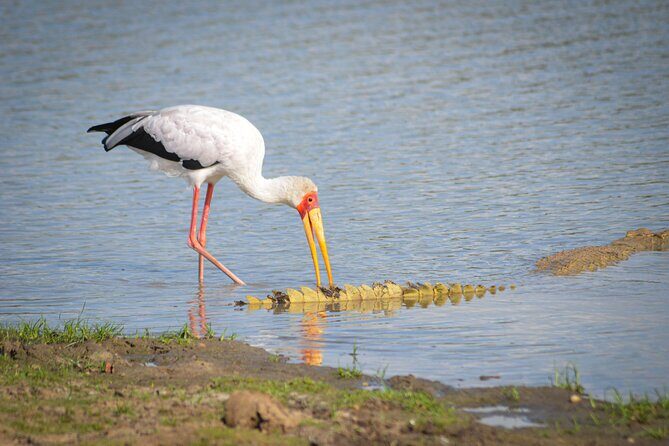 Day Safari Tour Selous Game Reserve - Price and value: is $600 per person fair for a flight-day safari?
