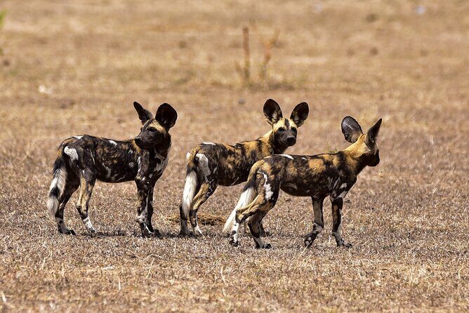 Day Safari Tour Selous Game Reserve - Logistics that can make or break the day
