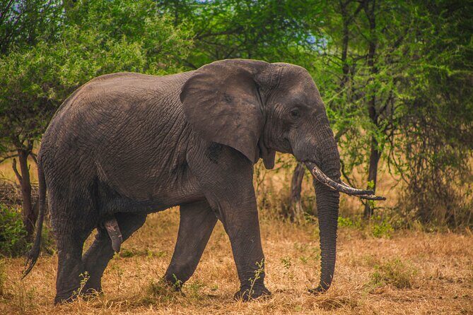 Day Safari Tour to Mikumi National Park - Key highlights you’ll feel on the day