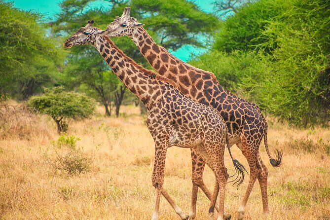 Day Safari Tour to Mikumi National Park - From Zanzibar City to Mikumi: how the day safari actually works