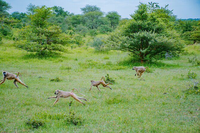 Day Safari Tour to Mikumi National Park - Food and comfort: lunch, coffee/tea, and staying sane during a long day