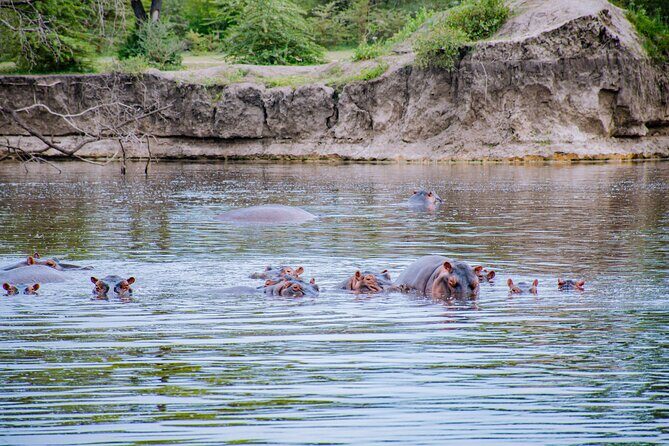 Day Safari Tour to Mikumi National Park - Who should book this Mikumi day safari from Zanzibar?