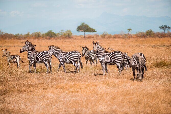 Day Safari Tour to Mikumi National Park - The mountain backdrop: Uluguru, Rubeho, Lumango and why it changes the photos