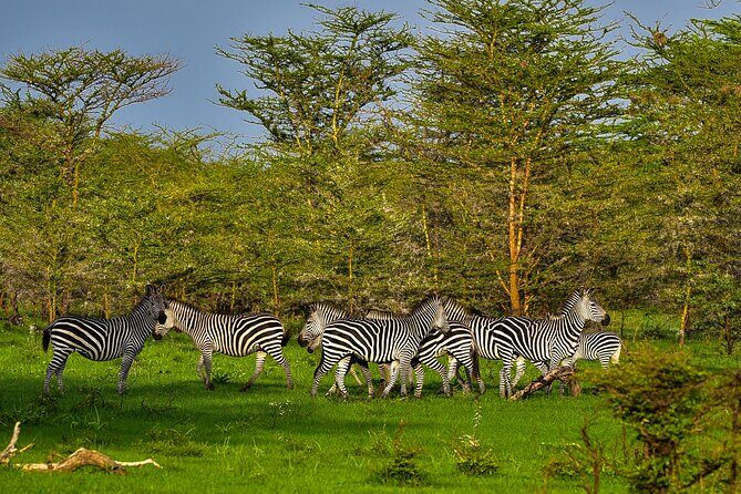 Day Safari tour to Selous Game Reserve from Zanzibar - Price and value: is $550 fair for this one-day safari?