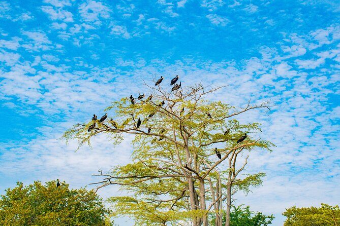 Day Safari tour to Selous Game Reserve from Zanzibar - FAQ