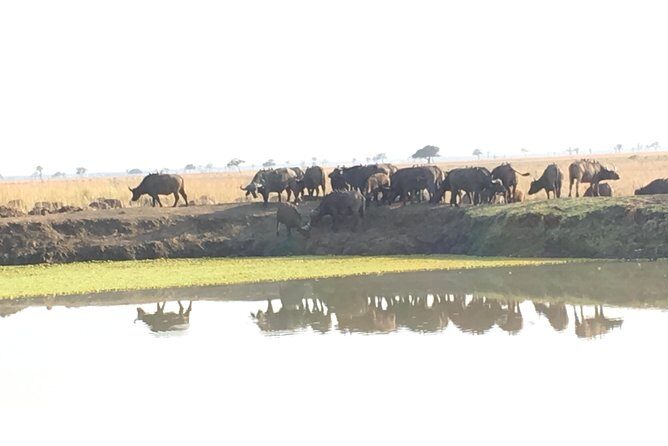 Day Trip From Zanzibar To Mikumi - Key highlights you’ll care about