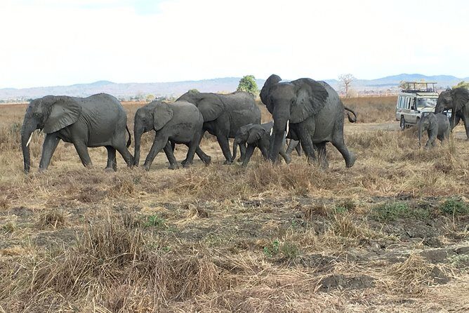 Day Trip From Zanzibar To Mikumi - Mikumi wildlife checklist: big five action minus rhino