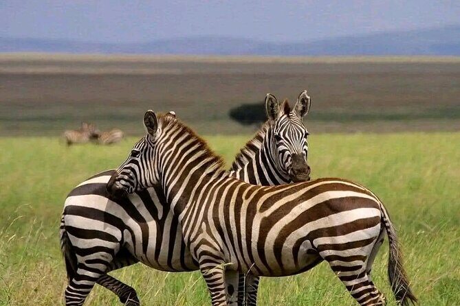 Day trip Safari to Mikumi National Park - Key highlights you’ll care about