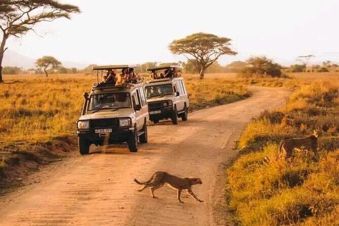 Day trip Safari to Mikumi National Park - The second game drive: finishing strong before the return flight