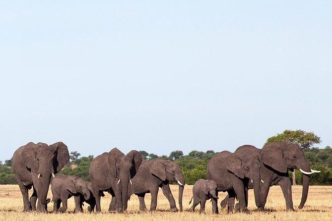 day trip tarangire - Binoculars and the Guide: How You Actually Get Better Sightings