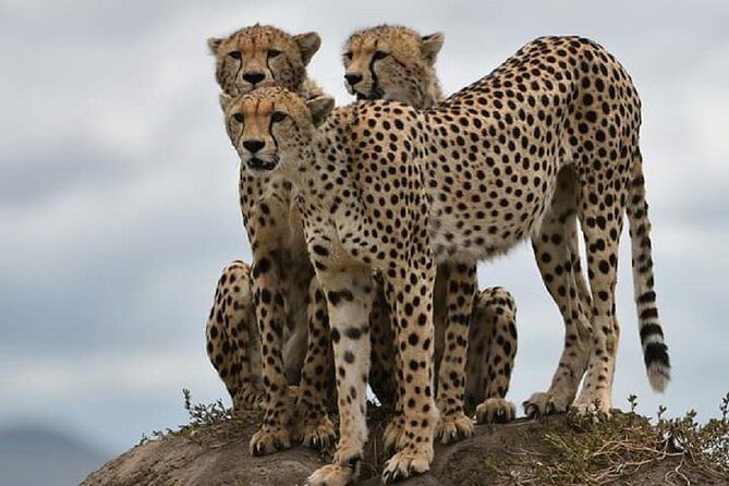 day trip tarangire - Lions, Leopards, and Cheetahs: Why the Focus Matters on a Day Trip