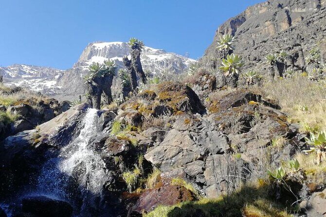 Day Trip to Kilimanjaro National Park - Rainforest Trek To Mandara Hut: Birds, Monkeys, And Real Plant Life