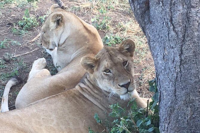 Discover The World's Top Best 4-day Tanzania Group Camping safari - Day 2: Full-day Central Serengeti game drives for Big Five odds