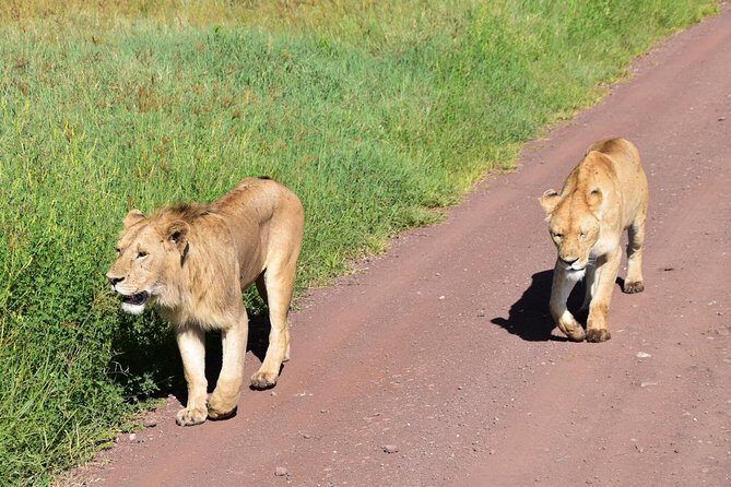 Discover The World's Top Best 4-day Tanzania Group Camping safari - Day 3: Dawn at Central Serengeti, then transfer to Ngorongoro/Karatu
