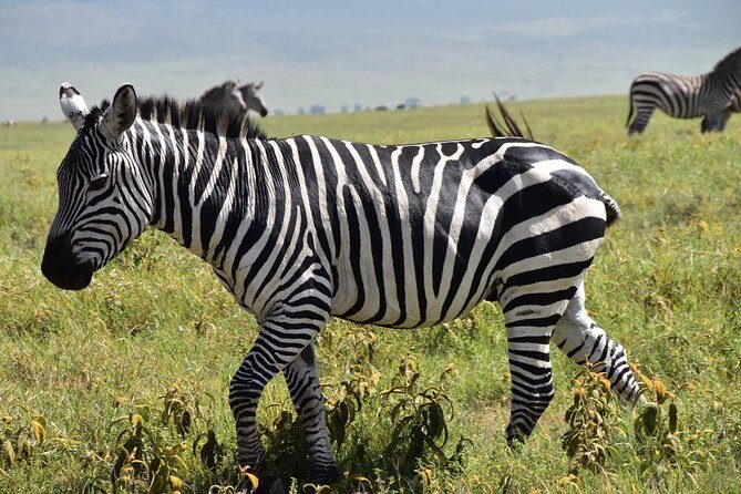 Discover The World's Top Best 4-day Tanzania Group Camping safari - What’s included: where the value is actually coming from