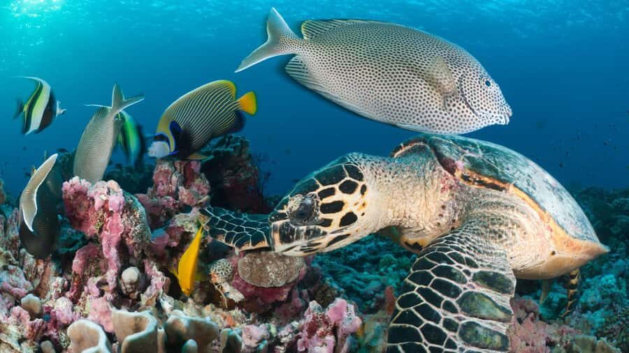 Discover Tumbatu Island: Private Snorkeling Adventure - Key things to know before you go