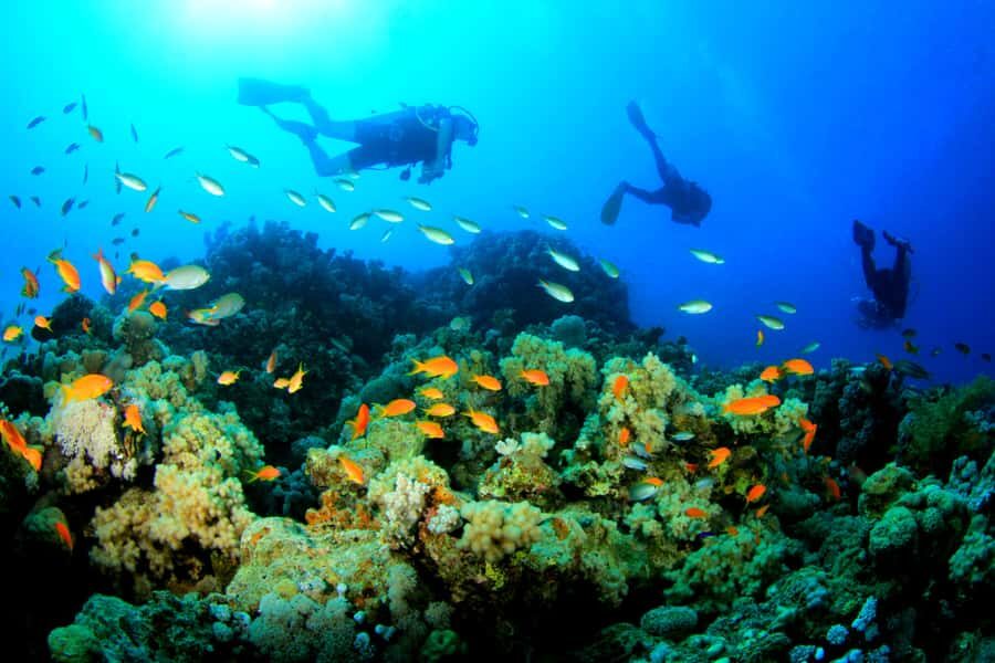 Discover Tumbatu Island: Private Snorkeling Adventure - Who should book this Tumbatu snorkeling trip?