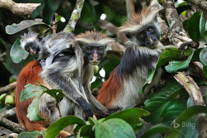 Dolphin tour, Jozani Forest, Jambiani Kuza Cave, Paje Beach &The Rock restaurent - Quick key points I’d plan around