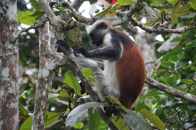 Dolphin tour, Jozani Forest, Jambiani Kuza Cave, Paje Beach &The Rock restaurent - Jozani Chwaka Bay National Park: red colobus monkeys plus mangrove views
