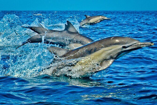 Dolphin Tour, Jozani Forest Tour, Kuza Cave Tour, Paje Beach,The Rock Restaurant - The Rock Restaurant Zanzibar: an ocean-view seafood meal to close the day