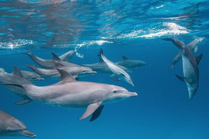 Dolphin Tour, Jozani Forest Tour, Kuza Cave Tour, Paje Beach,The Rock Restaurant - Price and what’s actually included in this $128 day