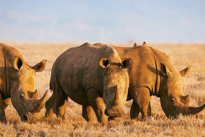 Elephant Special Serengeti & Ngorongoro Crater 5 Days / 4 Nights - Day 5: Lake Manyara Late Afternoon for Forest Monkeys and Escarpment Elephants