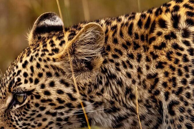 Elephant Special Serengeti & Ngorongoro Crater 5 Days / 4 Nights - Day 3: Serengeti Full Day Game Viewing in World Heritage Plains