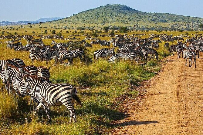From Arusha: 6 Day Classic Game Drive Serengeti & Ngorongoro - Price and value at $2,864 pp: what you’re really paying for