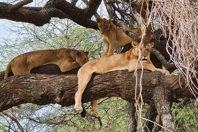 From Arusha: 6 Day Classic Game Drive Serengeti & Ngorongoro - Day 1 Lake Manyara: flamingoes, baboons, and the tree-climbing lion