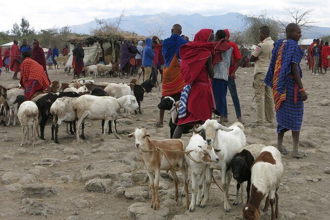 From Arusha: 7 Days Classic Safari Central Northern Circuit - Tarangire National Park: Elephant Country With Easier Sightlines