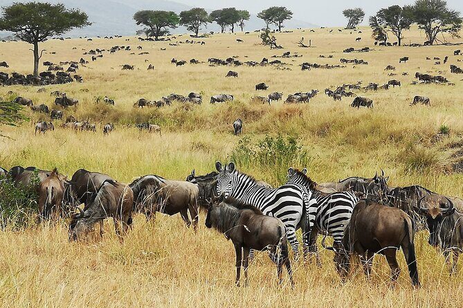 From Arusha: 9 Days Private Guided Classic Game Drive in Tanzania - Key highlights you’ll feel on the road