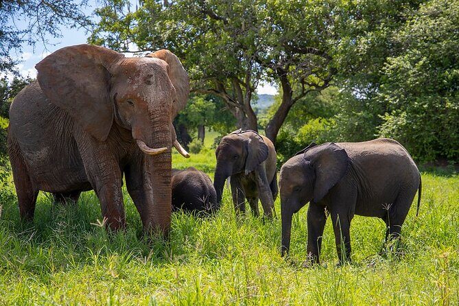From Arusha: 9 Days Private Guided Classic Game Drive in Tanzania - Entering The Safari Loop From Arusha: 8:00 am, then straight into game-drive mode