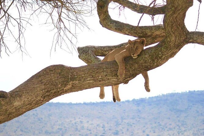 From Arusha: 9 Days Private Guided Classic Game Drive in Tanzania - Serengeti National Park: three full days built for Great Migration timing