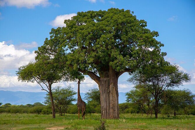 From Arusha: 9 Days Private Guided Classic Game Drive in Tanzania - Tarangire National Park: elephants first, and it’s easier to spot the action