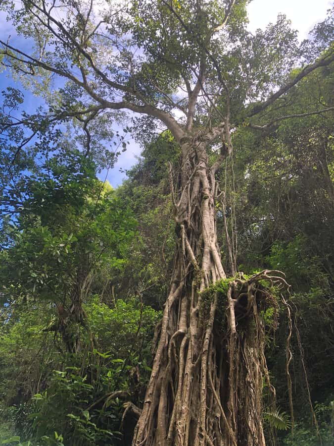 From Arusha: Coffee Farm and Mangalia Waterfalls Tour - Should you book the Arusha coffee farm and Mangalia Waterfalls tour?