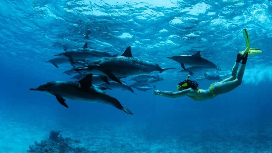 From Kendwa: Mnemba Boat Trip and Dolphin Snorkel Adventure - The morning cruise: dolphin searching off Nungwi and Kendwa
