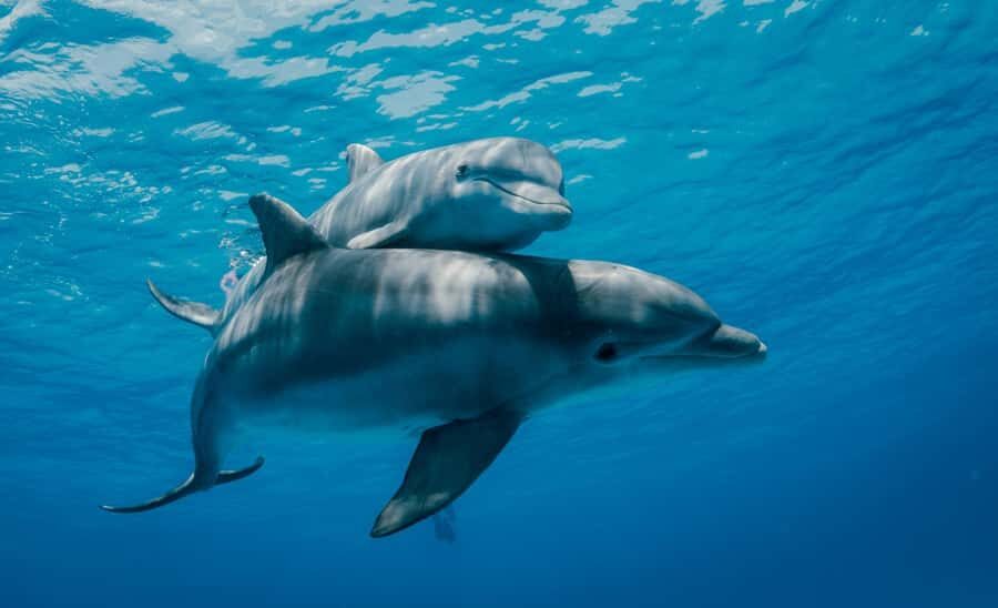 From Kendwa: Mnemba Boat Trip and Dolphin Snorkel Adventure - Who should book this tour (and who will be disappointed)