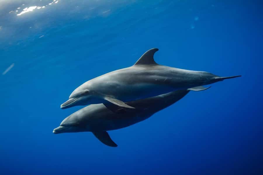 From Kendwa: Mnemba Boat Trip and Dolphin Snorkel Adventure - Getting to the water: Mama Mia meeting point and pickup rhythm