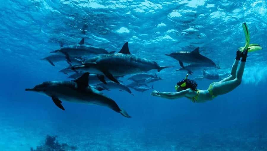 From Nungwi : Mnemba Boat Trip and Dolphin Snorkel Adventure - Key points to know before you go
