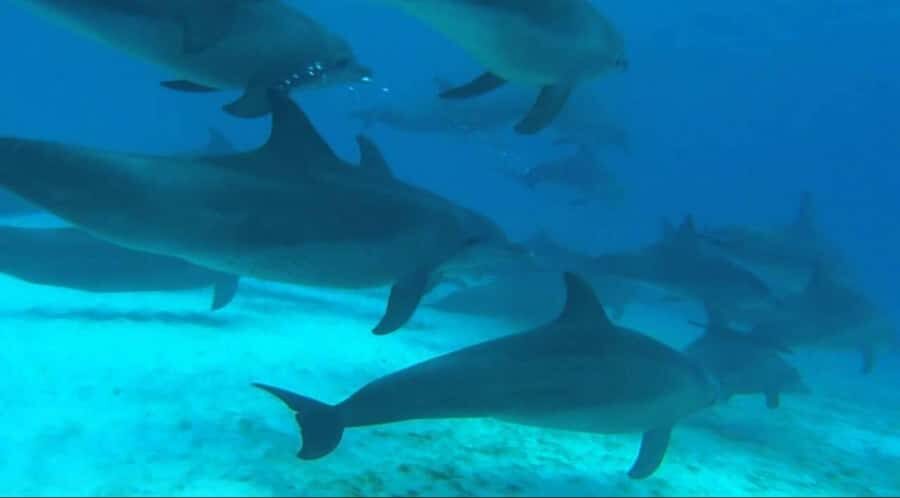 FROM NUNGWI; MNEMBA SNORKELING AND DOLPHIN TOUR - Mnemba Island snorkeling and dolphin tour from Nungwi: what you’re really paying for
