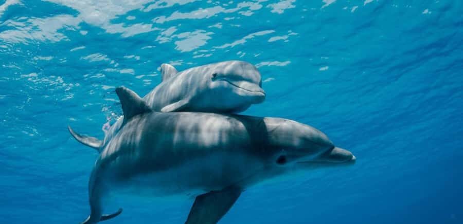 FROM NUNGWI; MNEMBA SNORKELING AND DOLPHIN TOUR - Mnemba Island snorkeling: coral and fish time that fits beginners