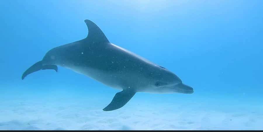 FROM NUNGWI; MNEMBA SNORKELING AND DOLPHIN TOUR - The dhow option: why some people like adding a coastal sailing chunk