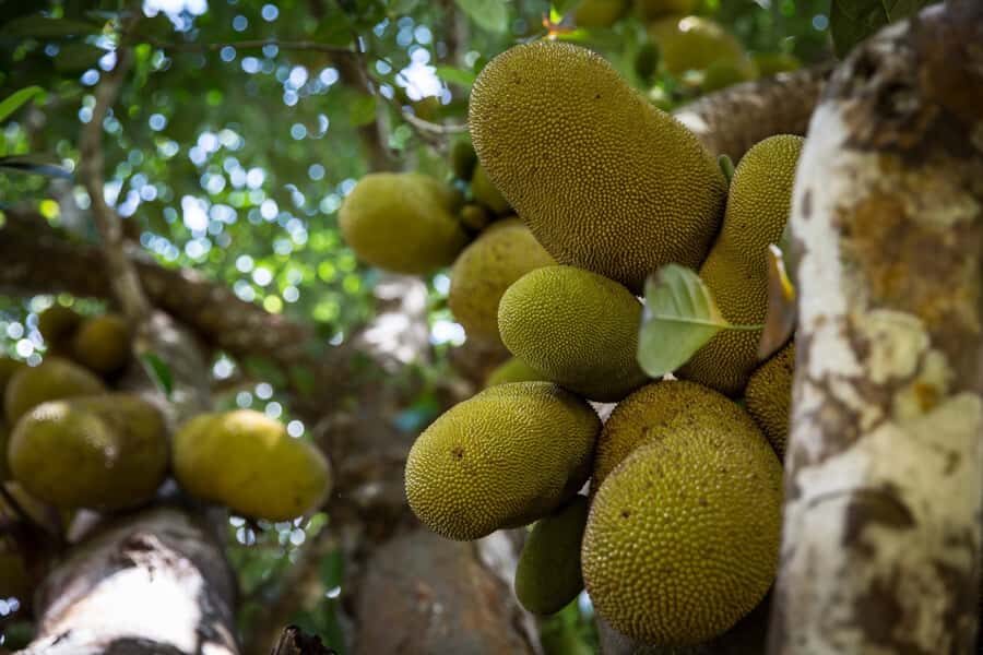 From Stone Town: Spice Tour of Zanzibar - A 2.5-Hour Spice Tour That Fits Real Life From Stone Town