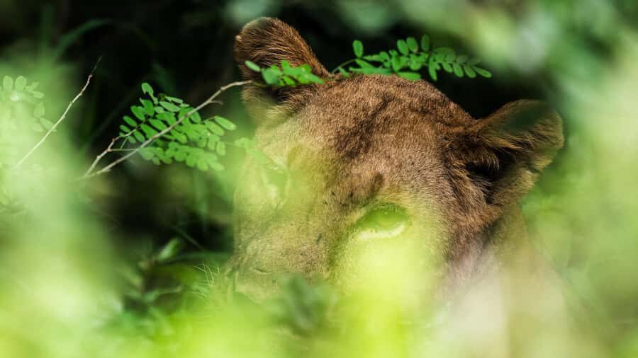 From Zanzibar: 3-Day Selous Safari Trip with Flights - Why Selous/Nyerere feels like the real Tanzania, not a day trip