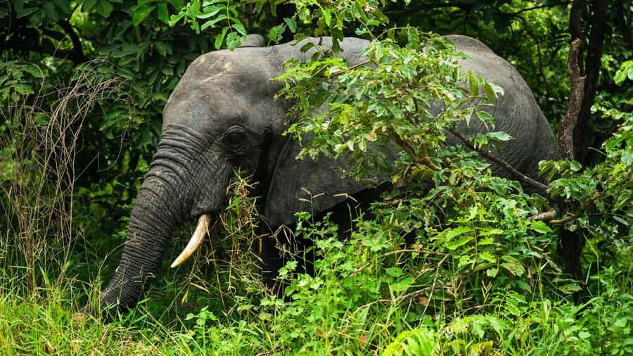 From Zanzibar: 3-Day Selous Safari Trip with Flights - The full-day jeep safari: where the best odds usually happen